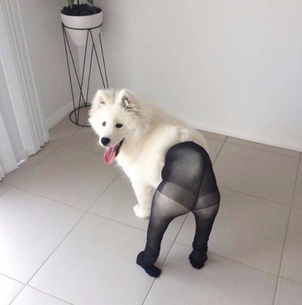 Живность из сети