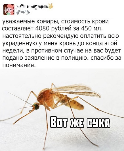 Картинки с надписями, истории и анекдоты