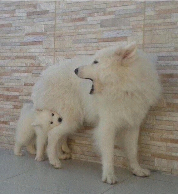 Живность 15.03.20