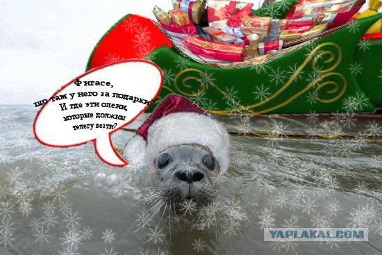 Фотожаба: Испуганый морской котик
