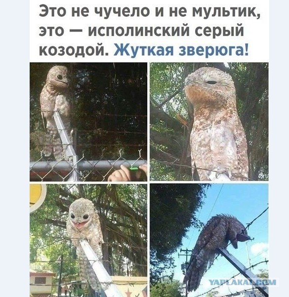 Картинки и мемы для настроения 026