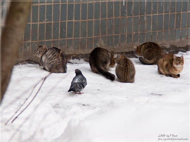 Уличные котаны