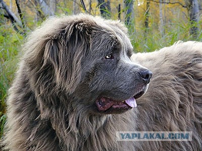 Самая лучшая нянька