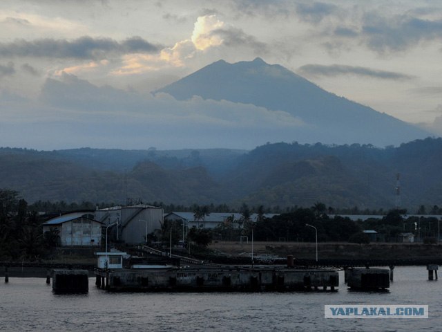 Они живут только 40 лет
