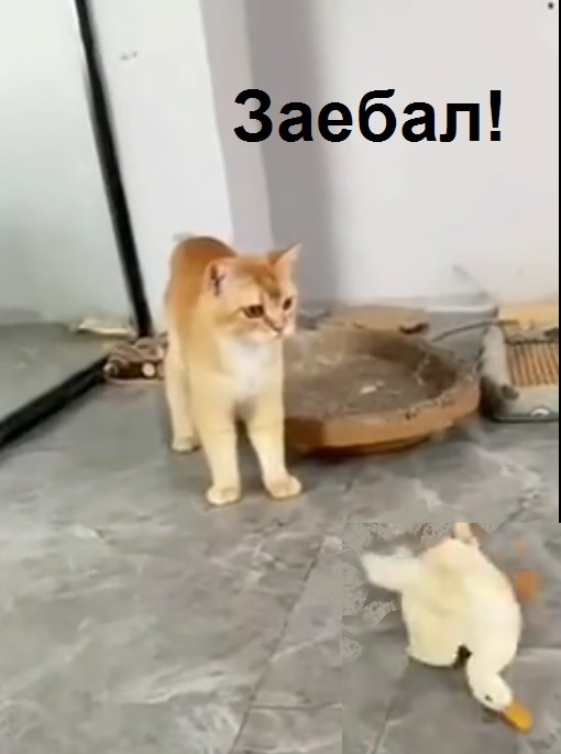 Жраааать!