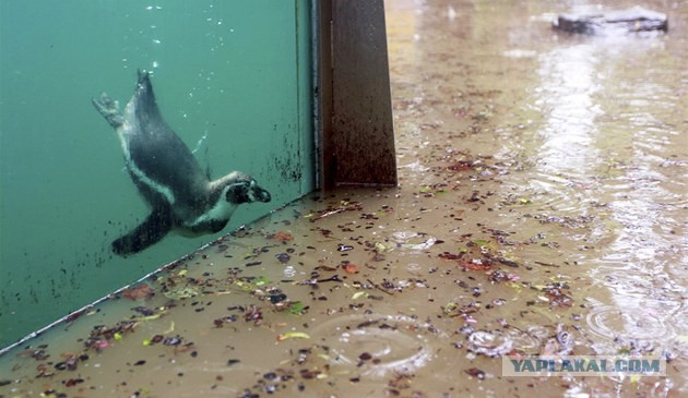 Наводнение в Чехии