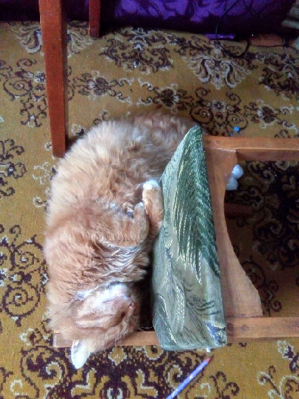 Что я узнала, пожив с пятью кошками⁠⁠