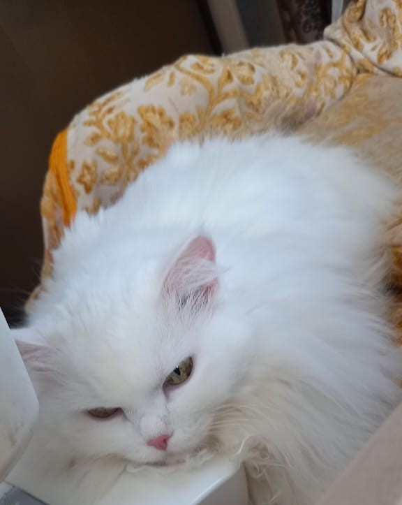 Кот принёс дичь