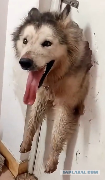 Собаки невиноваки