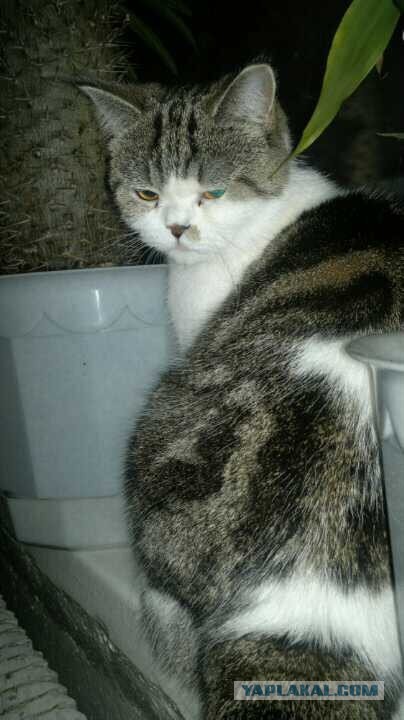 Котовторник 9.07.2013