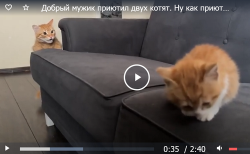 Добрый мужик приютил двух котят⁠. Ну как приютил, у него выбора не было просто