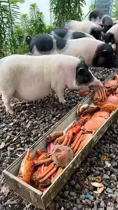 Тюлька, тоже рыба.