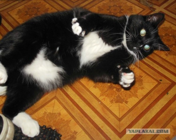 Котовторник 23.07.2013