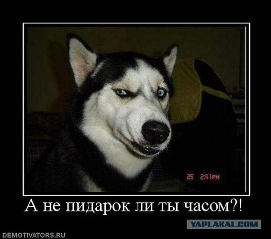 Хаски