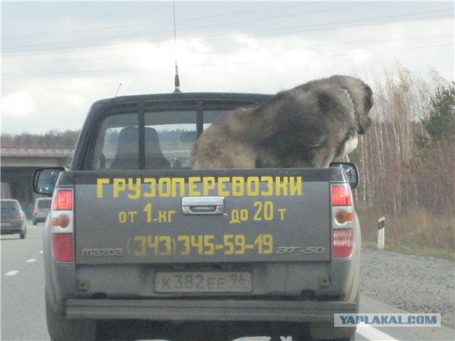 Странные и смешные машины моего города
