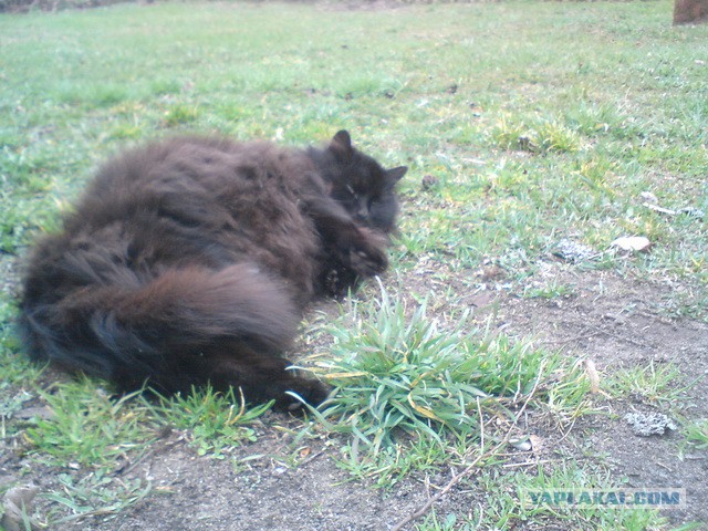 Котовторник 6.05.2014