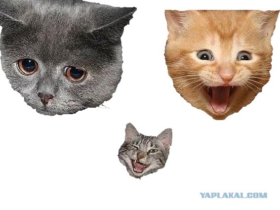 Котики vs Рожи