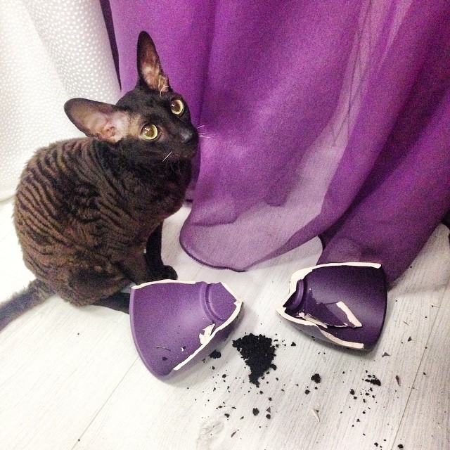 Котовторник 18.11.2014