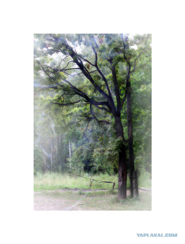 Фотограф от бога.