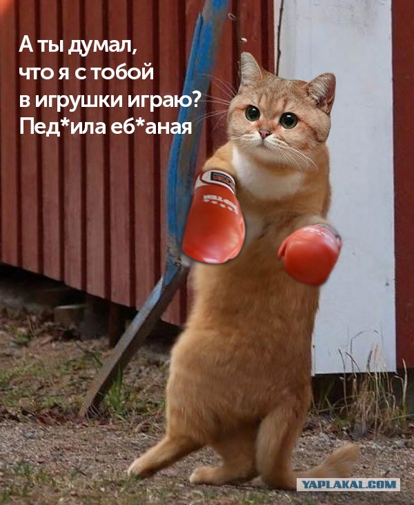 Жил-был кот