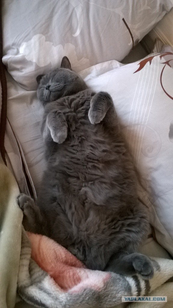 Котовторник 24.03.2015
