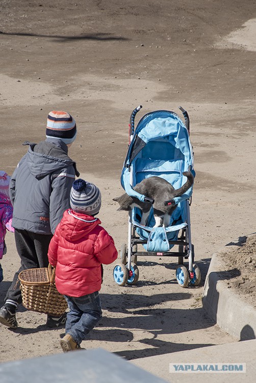 Упрямый кот на прогулке