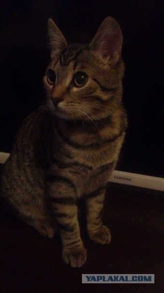 Котовторник