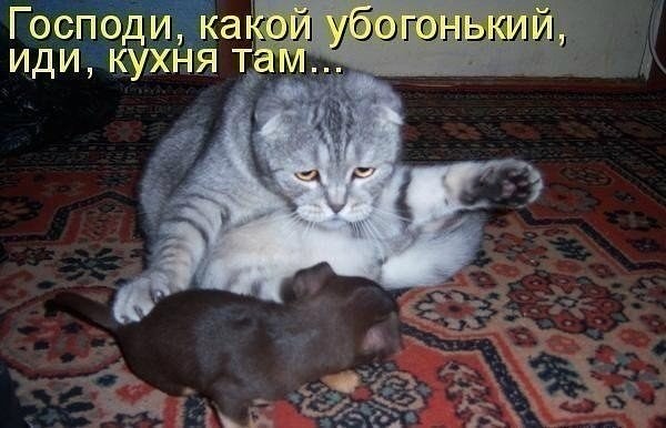 Картинки из инета