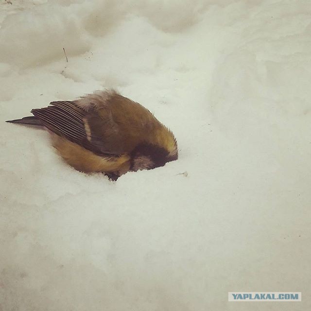 Утро 1 го января