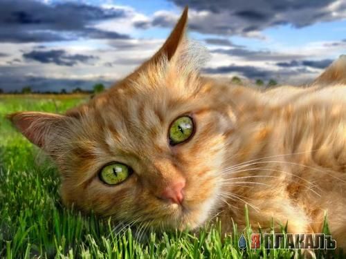 Коты, кошки, котята