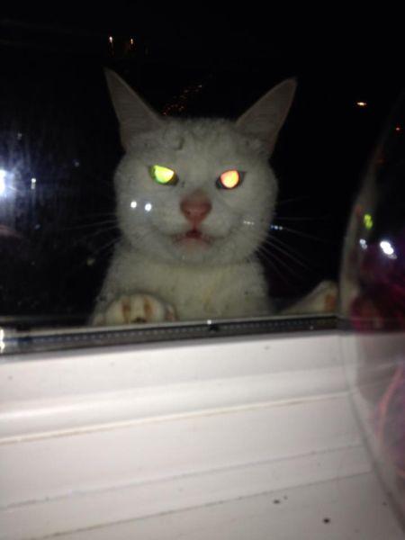 Котовторник 02.02.2016