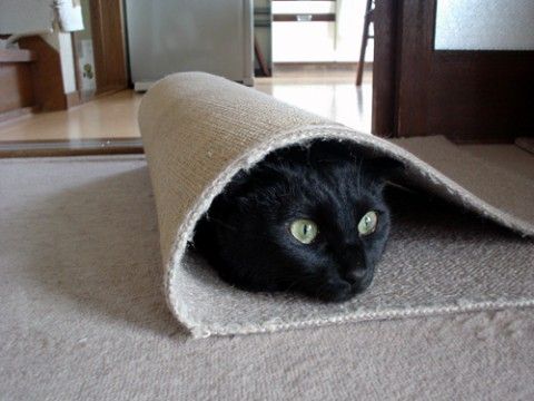 Коты, кошки, котята