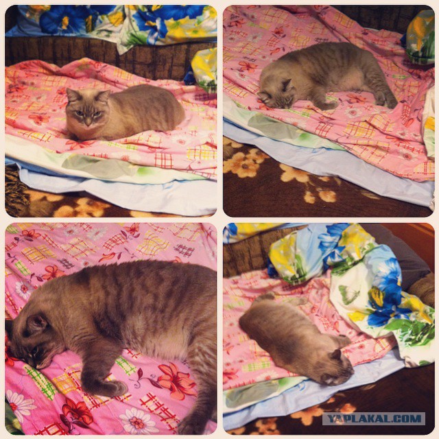 Восьмомартовский котовторник