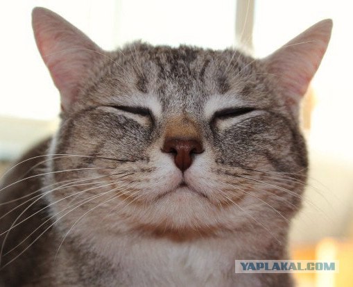 Кото-вторник 24 Мая 2016го :)