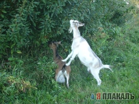Давайте позитивного зверья запостим