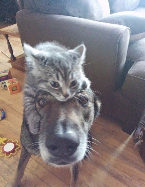 Прикольные животные