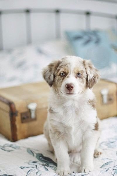 Прикольные животные