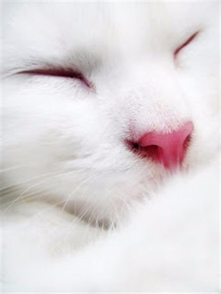 Коты из сети