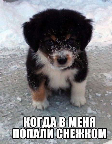 Самые смешные животные