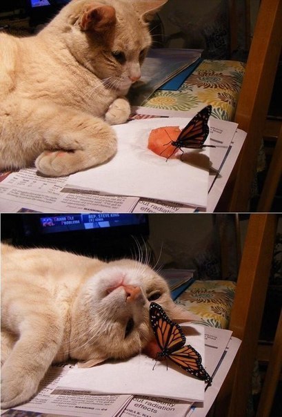Коты из сети
