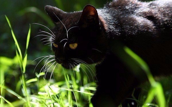 Коты из сети