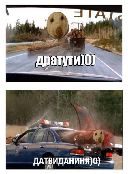Подборка безудержного веселья