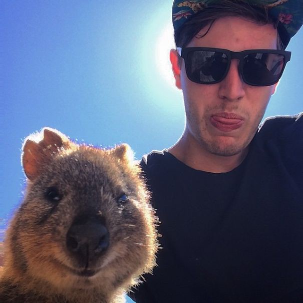 В Австралии на туриста прыгнула веселая квокка