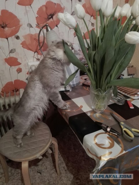 Котовторник 11/04/2017