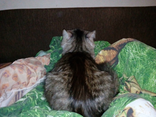Котовторник 20.06.2017