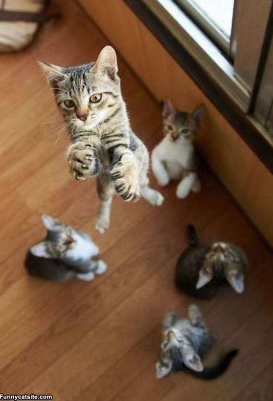 Коты и Кошки