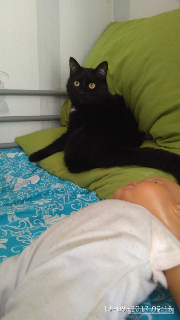 Котовторник  15.08.2017
