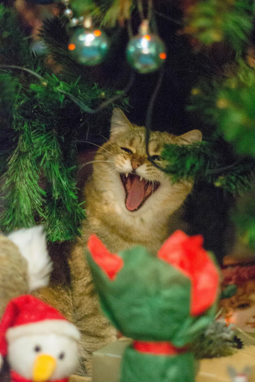 Котовторник 9.01.2018