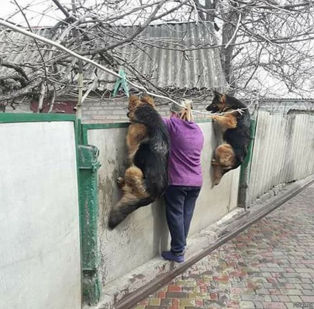 Живность из сети