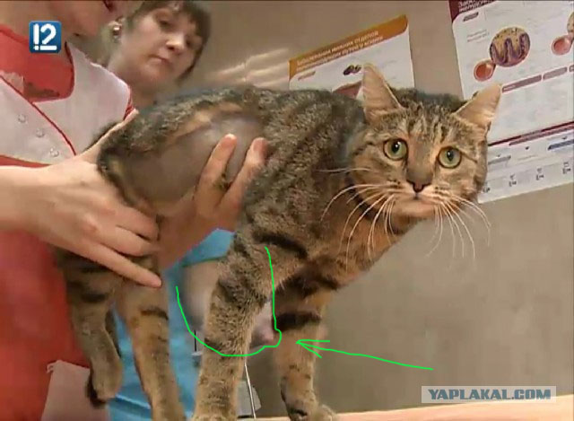 В Омске ветеринары выходили подстреленную кошку и купили ей инвалидную коляску